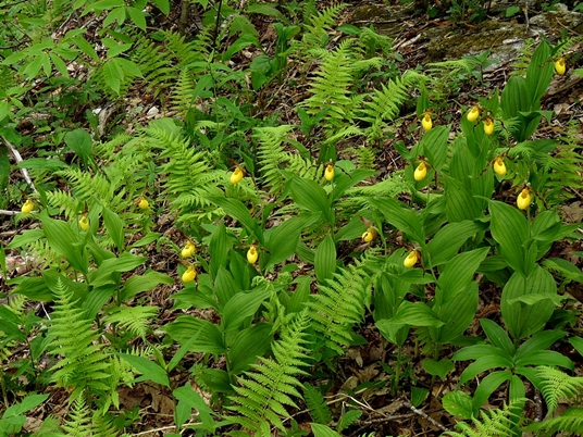 {Cypripedium parviflorum}